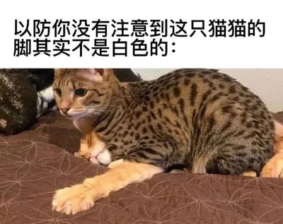 图片上方有一行黑色文字：'以防你没有注意到这只猫猫的脚其实不是白色的：'，下方是一只趴在棕色带有花纹垫子上的虎斑猫。猫猫的毛色为棕黑色相间的豹纹状，前爪向前伸展，爪子呈现浅棕色，因光线或角度可能容易让人误以为是白色，文字起到提示观察细节的作用。