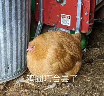 一只圆滚滚的金黄色母鸡站在金属垃圾桶旁边，背景有一个红色的机器设备，上面有一个标有"DANGER"的警告标签。地面上散落着一些干草。图片底部有文字"鸡圆巧合罢了"，利用了谐音梗，将"机缘巧合"改为"鸡圆巧合"，调侃这只鸡特别圆的外形。