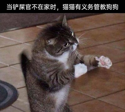 这是一张趣味宠物静态图，主体是一只狸花加白的猫咪，它呈坐姿，两只前爪抬起，其中一只爪子的肉垫清晰可见，表情严肃，眼神透着威严，仿佛正在做出教训的动作。图片顶部配有文字“当铲屎官不在家时，猫猫有义务管教狗狗”，以拟人化的幽默方式，调侃在铲屎官不在家时，猫咪会“承担起”管教狗狗的责任，营造出猫狗之间有趣的相处氛围，十分贴合宠物爱好者对自家宠物日常的趣味想象。
