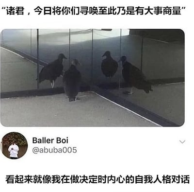 图片上方配有古风文字“诸君，今日将你们寻唤至此乃是有大事商量”，下方是一张几只秃鹫聚集在玻璃围栏角落的照片，底部则是用户“Baller Boi”的评论“看起来就像我在做决定时内心的自我人格对话”。通过将秃鹫拟人化，营造出它们正在召开“重要会议”的场景，幽默地类比了人们做决定时内心多种想法相互博弈的状态，充满趣味性和共鸣感。