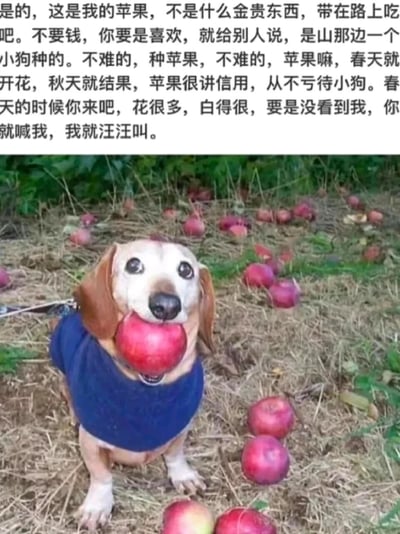 这是一张充满治愈感的趣味图文，下方是一张真实的腊肠犬照片：小狗穿着蓝色衣服，坐在铺着干草的地面上，嘴里叼着一颗饱满的红苹果，周围散落着许多掉落的红苹果，模样十分可爱；上方搭配了以小狗第一人称撰写的自述文字，文字里小狗大方邀请路人带走自己种的苹果，还介绍了苹果的生长过程，并热情邀请路人春天来看苹果花，整体内容将小狗拟人化，营造出温馨、纯真又充满童趣的氛围，能给人带来轻松温暖的情绪体验。