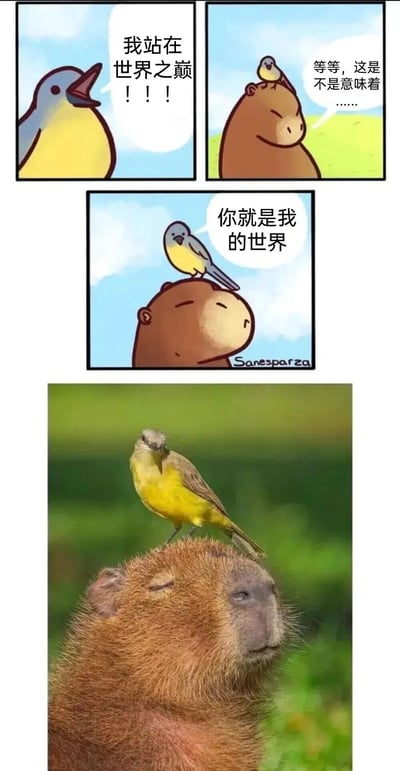 图片由上下两部分组成：上方是三格连环漫画，下方是一张真实动物照片。漫画中，一只黄蓝相间的小鸟站在高处兴奋大喊“我站在世界之巅！！！”；第二格中，棕色水豚头顶站着小鸟，疑惑思考“等等，这是不是意味着……”；第三格小鸟温柔说出“你就是我的世界”。下方真实照片完美还原漫画场景：一只黄腹小鸟正站在闭着眼的水豚头顶，背景为绿色草地，画面温馨治愈。
