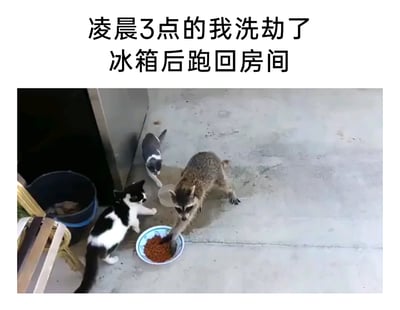 这是一张图文结合的搞笑梗图，上方配有文字“凌晨3点的我洗劫了冰箱后跑回房间”，下方是实拍的动物场景：一只浣熊正伸着爪子去够碗里的猫粮，旁边两只黑白猫咪，一只做出阻止的姿态盯着浣熊，另一只在旁观望，猫咪们的反应像是在守护自己的食物。这张图用浣熊抢猫粮的场景，拟人化地比喻自己深夜忍不住偷吃冰箱里的食物后，带着一丝心虚又满足的状态，精准戳中很多人深夜控制不住食欲的真实经历，引发共鸣。