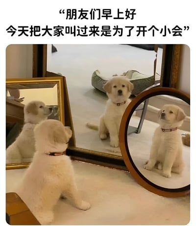 一只白色小狗坐在地毯上，正对着两面镜子，镜子里映出它的多个倒影，仿佛在和多个自己开会。图片上方配有文字：'朋友们早上好 今天把大家叫过来是为了开个小会'，通过小狗照镜子产生多个倒影的视觉效果，幽默地营造出小狗在主持会议的场景，充满可爱和趣味性。