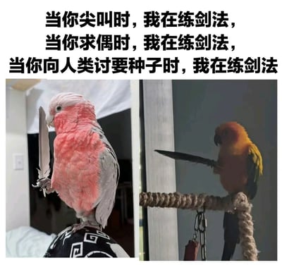 图片为上下结构的图文混排，上方是黑色加粗文字：“当你尖叫时，我在练剑法，当你求偶时，我在练剑法，当你向人类讨要种子时，我在练剑法”。下方分为左右两张图，左侧是一只粉灰相间的鹦鹉，正用爪子抓着一根白色羽毛，姿态如同手持利剑练习剑法；右侧是一只橙黄色的鹦鹉，站在绳制栖木上，同样用爪子抓着一根黑色羽毛，做出类似练剑的动作。整体通过对比其他鹦鹉的日常行为与“练剑法”的专注，营造出幽默搞笑的效果。