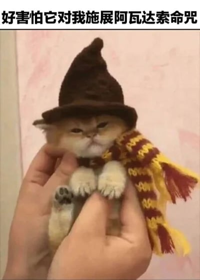 图片中一只被人捧在手心的小猫咪，头戴棕色巫师帽（类似《哈利波特》中的分院帽），脖子上围着红黄色条纹围巾（酷似格兰芬多学院配色）。猫咪表情淡定，与顶部文字“好害怕它对我施展阿瓦达索命咒”形成反差萌。通过将可爱宠物与《哈利波特》中的危险咒语结合，制造出幽默搞笑的效果。