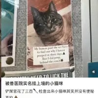 这是一张图文结合的搞笑梗图，主体是一只表情委屈、生无可恋的真实猫咪照片。图片上方配有英文文字“My human put the vet bill on the fridge so everyone knows I peed on the carpet and tried to lick the...”，下方配有中文文字“被兽医院实名上墙的小猫咪，铲屎官花了三百 检查出来小猫咪其实并没有便秘”。通过猫咪被宠物医院误诊、铲屎官白花钱的反差经历，制造出搞笑又无奈的效果，容易引发养宠人士的共鸣。