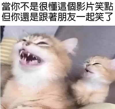 图片上方有一行黑色文字：'當你不是很懂這個影片笑點但你還是跟著朋友一起笑了'。下方是两只猫的照片，左侧橘猫张着大嘴露出牙齿，眼睛紧闭，表情夸张地大笑；右侧小猫则眯着眼睛，嘴角上扬，露出含蓄的微笑。两只猫的表情形成鲜明对比，生动展现了不懂笑点却跟着笑的场景。