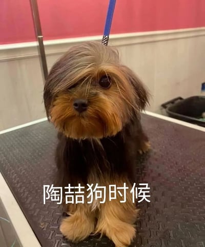 这是一张静态实拍照片，主体是一只坐在宠物美容台上的约克夏梗犬，它的毛发被修剪后，额前的毛发遮挡住一只眼睛，造型与知名歌手陶喆的经典发型高度相似。图片下方配有文字“陶喆狗时候”，是一个谐音梗，将“的”替换为“狗”，调侃这只狗狗的造型如同陶喆的样子，营造出幽默趣味的效果。狗狗眼神呆萌无辜，安静地被牵引绳固定在美容台上，背景是典型的宠物美容室内环境。