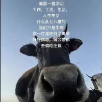 这是一张竖屏的图文混排梗图，下方是一头近距离对着镜头平静凝视的真实奶牛，上方配了一段打工人的自嘲文字：“嘴里一直念叨
工作，工资，生活，
人生意义，
什么乱七八糟的，
我们只是牛，
我们只是牛，
按时休息，挤会得奶，
去他的回忆”。创作者将打工人比作被驱使的奶牛，用直白的文字抒发了当代职场人被工作、生活裹挟，失去方向，只想摆烂休息的无奈心境，精准戳中职场人的疲惫情绪。