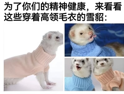 图片上方配有文字'为了你们的精神健康，来看看这些穿着高领毛衣的雪貂：'，下方由三张雪貂照片组成拼贴。左侧是一只穿着粉色高领毛衣的雪貂站立着，毛色雪白；右上角是一只穿着蓝色高领毛衣的雪貂，正吐着舌头，表情可爱；右下角则是两只雪貂并排，分别穿着蓝色和粉色高领毛衣，其中一只张着嘴，像是在叫。整体风格治愈系，通过萌宠穿搭传递轻松愉快的氛围。