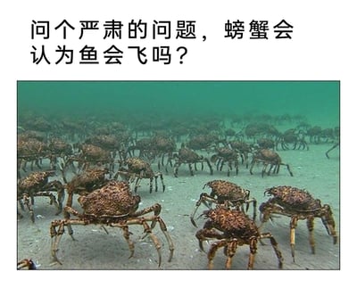 这是一张图文混排的趣味梗图，整体分为上下两部分：上方是黑色的中文文字，提出一个充满脑洞的趣味问题——“问个严肃的问题，螃蟹会认为鱼会飞吗？”；下方是一张真实的海洋生物摄影图，展示了一大群蜘蛛蟹聚集在沙质海底的场景，这些蜘蛛蟹身体表面布满凸起的粗糙纹理，长着细长且带有尖刺的蟹腿，正处于爬行或停留聚集的状态。这个问题的核心趣味点在于从不同生物的视角进行脑洞设想：螃蟹长期在海底的沙面爬行，而鱼类在水中自由游动的移动方式，对处于爬行视角的螃蟹而言，或许就类似于人类认知里的“飞行”，以此制造出荒诞又引人思考的搞笑效果，很容易引发用户的趣味讨论。