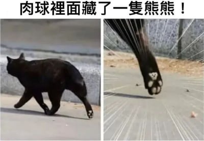 图片为左右对比的双panel静态图。左侧是一只黑猫在水泥地面上行走的背影，全身黑色毛发，仅爪垫为白色；右侧是黑猫爪垫的特写，白色爪垫上的花纹恰好形成一个小熊脸的轮廓（有类似耳朵和鼻子的形状）。顶部配有文字“肉球裡面藏了一隻熊熊！”，突出爪垫花纹与小熊的神似之处，整体风格可爱有趣，展现萌宠的意外惊喜细节。