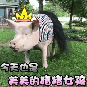 今天也是美美的猪猪女孩