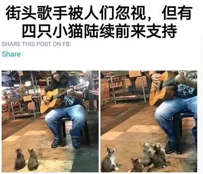 这是一张由两张实拍照片拼接而成的左右对比图，画面主体是一位留着长发的街头歌手：左侧图中，歌手坐在黑色小凳上，怀抱木吉他专注弹奏，地面上有两只小猫正仰头望向他；右侧图中，歌手保持弹奏的姿态，地面上的小猫增加到四只，全部仰头看向歌手，仿佛在认真聆听他的演奏。图片上方配有文字说明“街头歌手被人们忽视，但有四只小猫陆续前来支持”，同时还有英文提示“SHARE THIS POST ON FB: Share”，右侧图片中间偏上位置带有半透明水印。整体画面温暖治愈，展现了被人群忽视的街头歌手意外获得小猫们“捧场”的温柔场景，传递出人与动物之间纯粹的互动与陪伴感。
