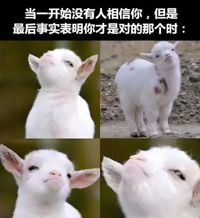 图片上方为黑色背景白色文字，内容为“当一开始没有人相信你，但是最后事实表明你才是对的那个时：”。下方是四宫格布局的真实小白羊照片，分别展示了小羊仰头眯眼、侧身站立、正面抬头、仰头咧嘴等不同角度的得意表情，通过可爱动物的神态变化生动表现出从被质疑到最终被证明正确时的傲娇与自信情绪。