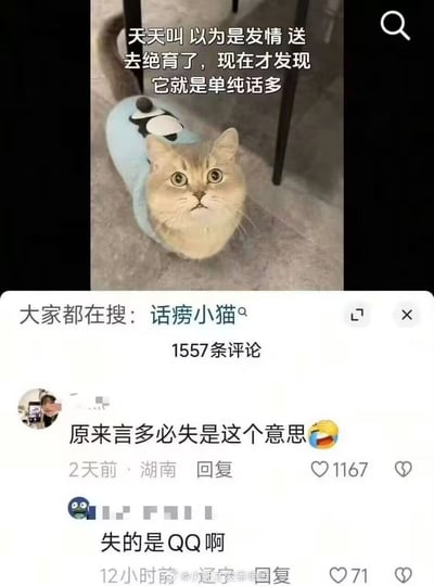 这是一张社交媒体截图类梗图，上半部分是一只穿着浅蓝色带企鹅图案衣服的金渐层小猫，仰头睁着圆眼睛一脸无辜地看向镜头，上方配文说明乌龙事件：主人以为猫天天叫是发情，带它去做了绝育，后来才发现猫只是单纯话多；下半部分是该内容的评论区，有“大家都在搜：话痨小猫”的搜索提示，第一条评论调侃“原来言多必失是这个意思”搭配哭笑表情，第二条回复玩谐音梗称“失的是QQ啊”，用谐音把“言多必失”的“失”和绝育失去的生殖器官（网络用语俗称QQ）关联，笑点十足。