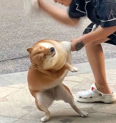 这张图片记录了一个充满趣味的宠物日常场景：一只棕黄色的柴犬被穿着黑色带白边家居服、白色洞洞鞋的主人拽住左前肢，柴犬身体向后大幅度仰起，仅靠两只后爪和右前爪撑在石质地面上，脸部皱成一团，双眼紧闭，鼻子上抬，表情满是抗拒和委屈，仿佛在挣扎着不愿被带走。主人的另一只手臂动作模糊，似乎在尝试辅助或者安抚柴犬，背景是户外的石质墙面与地面，整体画面生动地展现出柴犬闹脾气不愿配合的可爱瞬间，充满了生活化的搞笑氛围。