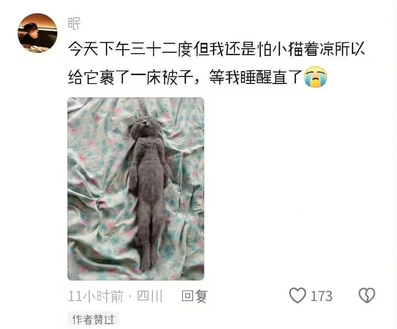 英短蓝猫