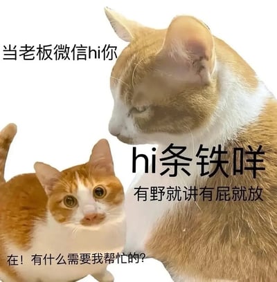 这张图片是一张以猫咪为主角的网络表情包，通常用于模仿职场中老板突然微信联系下属的情景。左下角的猫神情惊恐、警觉，右上角的猫神情严肃，配字“hi条铁哔，有屎就讲有屁就放”。画面配字极具网络用语和谐音梗，用“有屎就讲有屁就放”戏谑老板找人时请直接说重点。整体氛围幽默搞怪，适合用在表达上级突然联系、下属无奈配合的场景。谐音梗“hi条铁哔”源自“嗨，铁皮/铁憨憨”等网络用语，带点打趣和随意的亲昵语气。

*双关与谐音说明：*
- “hi条铁哔”模仿老板微信语气带有一种亲昵打趣和“互联网混圈”风格。
- “有屎就讲有屁就放”意指直说有事不用拐弯抹角，原句为网络口头禅。