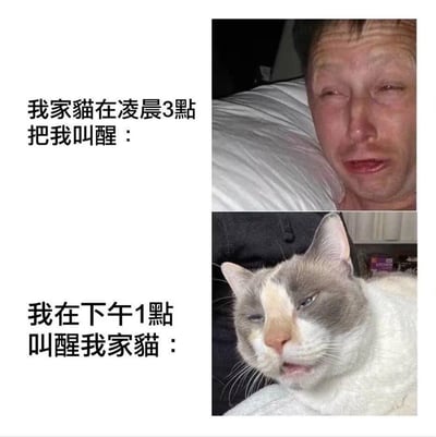 这是一张上下分栏的对比梗图，用两组场景展现猫和主人之间的作息矛盾：
1. 上方场景：凌晨3点被自家猫叫醒的主人，一脸崩溃、睡眼惺忪，满脸写着痛苦和不情愿；
2. 下方场景：下午1点试图叫醒自家猫的主人，换来的是猫睡眼惺忪、一脸不耐烦的厌世表情。
通过这种双向的叫醒反差，吐槽猫咪作息和人类完全颠倒，主人被打扰后想“报复”却无法撼动猫的慵懒的搞笑养猫日常，没有双关、谐音梗或暗示内容。