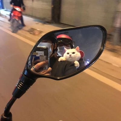 这张照片捕捉了一个温馨的夜间街头瞬间：摩托车的后视镜里清晰映出两个人的身影，其中一人正举着手机自拍，另一人则小心翼翼地抱着一只雪白的猫咪。猫咪瞪着圆溜溜的眼睛，表情带着一丝好奇。背景中，一名骑着红色摩托车的人正从模糊的街道远处驶过，昏暗的灯光和紧闭的卷帘门增添了夜晚的氛围感。整个画面通过后视镜的反射形成独特的构图，展现了平凡生活中人与宠物相伴的温暖场景。