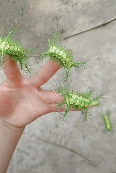 画面中一只手的三根手指上分别爬着一只洋辣子（刺蛾幼虫），它们通体翠绿，身体分布着黄绿色的斑纹，长有多组长满细刺的枝状突起，视觉上颇具冲击力。这类幼虫的细刺带有毒性，直接接触皮肤会引发刺痛和红肿，图中直接用手接触的行为存在健康风险。