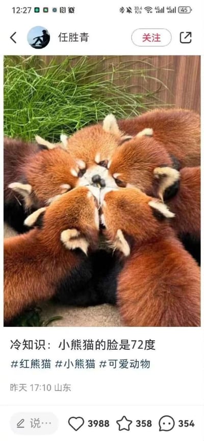 这是一张社交媒体截图，用户任胜青发布了一张利用视觉错觉拍摄的小熊猫照片：五只小熊猫的头部凑在一起，从特定角度看，它们的耳朵、脸部线条恰好拼接成一张虚构的动物脸。配文玩梗称“冷知识：小熊猫的脸是72度”，这里的72度是指将360度的圆形平均分成5份，每只小熊猫对应72度，以此呼应画面中五只小熊猫组成的圆形排列。画面治愈可爱，通过视觉错觉制造趣味效果，发布于山东，发布时间标注为“昨天17:10”，该内容获得3988个点赞、358次收藏和354条评论。