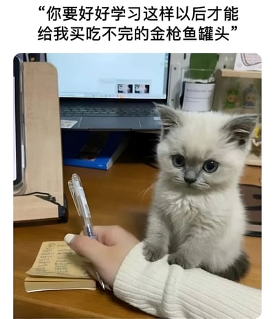图片展示了一只毛茸茸的浅色小猫坐在木质书桌上，正抬头看着一只拿着笔在笔记本上写字的手。背景中有一台打开的笔记本电脑，屏幕上显示着几张小图片。图片上方配有文字："你要好好学习这样以后才能给我买吃不完的金枪鱼罐头"，以幽默的方式表现猫咪仿佛在给主人提要求，形成一种可爱又有趣的反差萌效果。