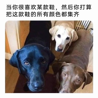 这是一张趣味梗图，上方配有文字“当你很喜欢某款鞋，然后你打算把这款鞋的所有颜色都集齐”，图中展示了三只不同毛色的拉布拉多犬，分别为黑色、米白色和深棕色。创作者用这三只同品种不同配色的狗狗，类比鞋类爱好者想要收集齐某款鞋所有颜色的行为，将收集鞋的爱好具象化，生动又幽默地调侃了这类爱好者的收集癖好，让人会心一笑。