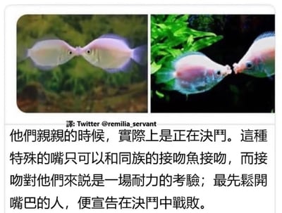 图片为左右两栏对比结构，左侧和右侧均展示了两条接吻鱼嘴部相触的场景，背景为鱼缸内的绿色水草。下方配有文字说明：“他们亲亲的时候，实际上是正在决斗。这种特殊的嘴只可以和同族的接吻鱼接吻，而接吻对他们来说是一场耐力的考验；最先松开嘴巴的人，便宣告在决斗中战败。” 揭示了接吻鱼看似亲密的行为实为一种特殊的争斗方式。