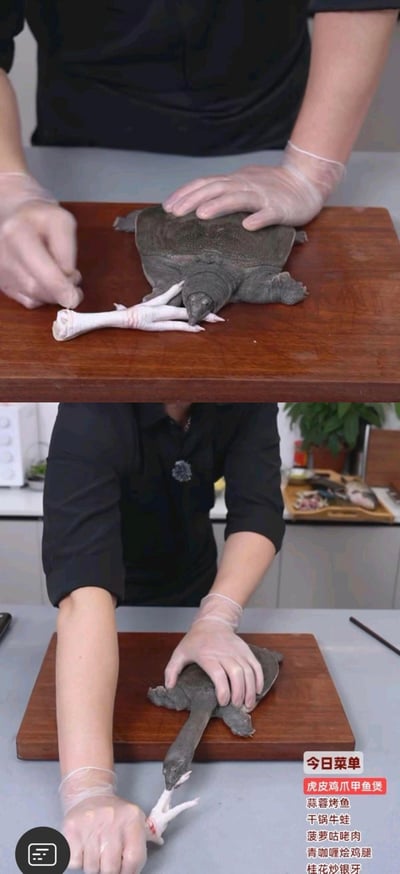 这是一组上下拼接的对比图，利用视觉错位制造趣味反差：
1. 上图：一只甲鱼被按在木质案板上，旁边的鸡爪通过位置摆放，和甲鱼头部重合，看起来像是甲鱼死死咬住鸡爪，营造出食材互动的有趣假象。
2. 下图：揭晓真实场景，厨师戴着透明手套按住甲鱼的头部，鸡爪在下方，右下角的文字标注了当日菜单，其中主打菜品就是“虎皮鸡爪甲鱼煲”，其余还有蒜蓉烤鱼、干锅牛蛙、菠萝咕咾肉、青咖喱烩鸡腿、桂花炒银牙。
这张图用创意错位拍摄让普通备菜过程变得生动有趣，以此吸引观众关注后续的烹饪教学内容。