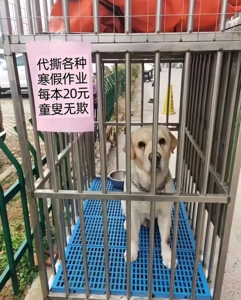 黄色拉布拉多犬