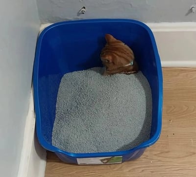 一只橘色猫咪正埋头于蓝色猫砂盆中，身体几乎完全埋进灰色猫砂里，只露出小小的脑袋和两只耳朵，姿态呆萌可爱。猫砂盆放置在木地板角落，背景是浅色墙壁，整体场景展现了宠物日常的趣味瞬间。