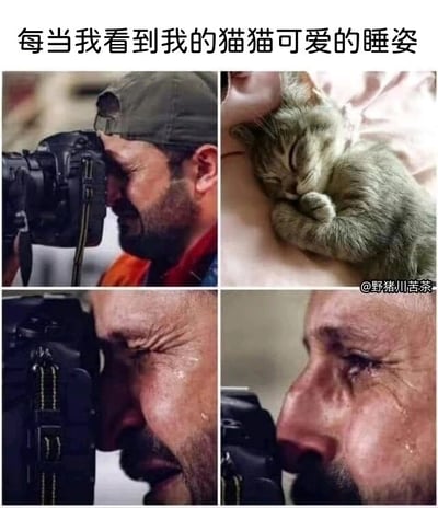 这是一张四格连环拼接图，左上角呈现一位戴帽子的男子举着相机专注拍摄的画面；右上角是一只灰毛猫咪蜷缩着趴在人身上，闭着眼睛，神态安详地睡觉，姿态十分软萌；左下角是男子拍摄过程中脸上流下眼泪，情绪开始失控；右下角是男子放下相机，满脸泪痕，情绪彻底崩溃大哭。图上方配文“每当我看到我的猫猫可爱的睡姿”，用摄影师从专注到崩溃大哭的夸张情绪变化，生动地表现出铲屎官看到自家猫咪可爱睡姿时，内心被强烈萌化、激动到情绪失控的状态，既充满搞笑效果，又能让养宠人群产生强烈共情。