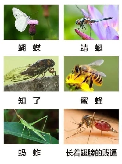 这是一张六格拼接的搞笑改编科普图，整体为2列3行的布局，每一格上方是对应昆虫的实拍照片，下方配标注文字。前五格为正式的常见昆虫科普内容，分别展示蝴蝶、蜻蜓、知了、蜜蜂、蚂蚱的实拍图并标注对应正式名称；第六格为吸饱了血停留在人类皮肤上的蚊子的实拍图，下方没有标注正式名称“蚊子”，而是使用了粗俗的吐槽用语“长着翅膀的贱逼”，通过和前面正式科普风格的强烈反差制造搞笑效果，抒发大众对叮咬人的蚊子的厌恶情绪。