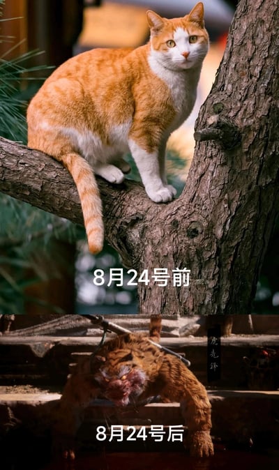这是一张上下对比式的网络梗图，上方是标注为“8月24号前”的实拍橘白相间家猫，它神态悠闲地趴在松树枝上，眼神平静，模样温顺；下方是标注为“8月24号后”的游戏《黑神话：悟空》中的虎先锋形象，它表情凶狠，眼神暴戾，被金属枷锁穿身，俯身姿态狼狈。这张图以“猫变虎”的夸张对比，暗指2024年8月24日日本开始排放核污染水事件，用调侃的方式隐喻核污染可能带来的生物变异，是对该事件的讽刺与不满表达。