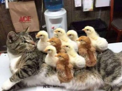 一只虎斑猫趴在桌子上，背上站着一群黄色和棕色的小鸡，形成一幅温馨有趣的画面。背景中可以看到饮水机、ACE纸袋和垃圾桶等物品，推测是在办公室或家庭环境中拍摄的。猫咪表情平静，似乎对背上的小鸡们并不在意，展现出动物间和谐相处的可爱场景。