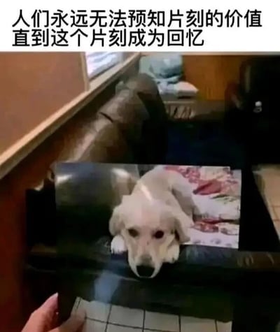 这是一张文字加注图，图片上方配有文字“人们永远无法预知片刻的价值直到这个片刻成为回忆”，画面中一只手拿着一张狗狗趴在沙发上的旧照片，将照片与如今空着的沙发位置精准重合，形成视觉上的呼应与对比。曾经狗狗趴在沙发上的温馨日常场景，如今只能留存于照片和回忆之中，现在的沙发已经没有了狗狗的身影，通过这种现实与回忆的视觉结合，深刻烘托出对宠物过往陪伴时光的怀念之情，传递出“当下的片刻在成为回忆后才会凸显其珍贵”的情感内核，容易引发有过宠物陪伴经历的人群的情感共鸣。
