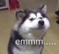 思考中的哈士奇：emmm....