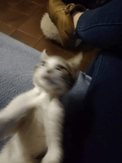 一只白色和灰色相间的小猫仰躺在主人的腿上，前爪抬起，头部微微倾斜，似乎在玩耍或撒娇。小猫的表情显得放松而愉悦，身体姿态展现出对主人的信任和依赖。主人穿着蓝色牛仔裤和棕色靴子，腿部形成一个舒适的支撑面让小猫休息。背景中可以看到棕色的瓷砖地板和灰色的地毯，整体场景温馨而生活化，捕捉了宠物与主人之间亲密互动的瞬间。