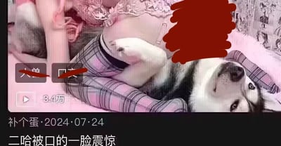 这是一张短视频平台的视频截图，画面中一只哈士奇（二哈）躺在穿着粉色格子裤和粉色蕾丝上衣的人的腿间，哈士奇瞪大双眼，露出一脸震惊的表情。图中存在被打码的低俗暗示文字“人兽”“口交”，视频播放量显示为3.4万，下方配文“补个蛋·2024·07·24”以及“二哈被口的一脸震惊”。该梗图利用哈士奇的震惊表情结合低俗双关暗示制造低俗玩笑，以此博眼球吸引流量。
