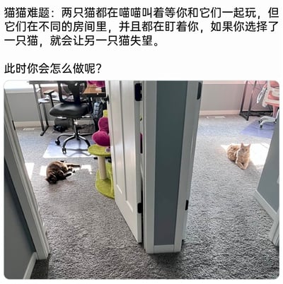 这是一则图文结合的趣味宠物内容，上方配有文字提出两难问题：两只猫咪分别待在由门隔开的两个房间里，都在等待和人一起玩耍，选择其中一只就会让另一只失望，询问观看者会如何选择。图片展示了对应的场景：左侧房间的深色猫咪侧躺在地毯的阳光区域，露出肚皮，姿态放松又带着期待；右侧房间的橘色猫咪趴在阳光下，正看向镜头，眼神专注，同样在等待互动。两个房间内分别摆放着猫爬架、办公椅等物品，整体是温馨的居家与办公结合的室内环境，画面充满治愈感，同时也制造出有趣的选择困境。