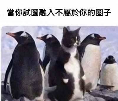 一张幽默的合成图片，展示了一只黑白相间的猫站在一群企鹅中间，背景是冰雪覆盖的南极环境。图片上方有文字"当你试图融入不属于你的圈子"，通过视觉对比幽默地表现了试图融入不适合自己的社交群体时的尴尬处境。猫的严肃表情与周围自然站立的企鹅形成鲜明对比，强化了格格不入的感觉。