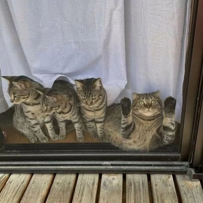 四只虎斑猫在窗后摆出不同姿势，三只低头静坐，一只平躺举爪，表情呆萌可爱。画面中可以看到猫咪们的虎斑纹毛发清晰可见，背景是白色的窗帘，前景是木质地板。