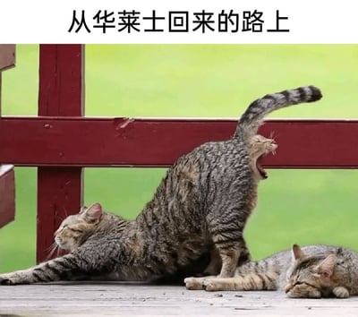 这是一张结合搞笑网络梗的视觉错位图，图片中三只斑纹猫的身体位置巧合重叠，从视觉上营造出一只猫拥有三个头部的错觉效果。配合图片顶部的文字“从华莱士回来的路上”，玩起了网络上关于食用华莱士后易出现肠胃不适的搞笑梗，用三只猫的不同状态——左侧猫咪伸展身体、中间猫咪弓身大张嘴仿佛痛苦嚎叫、下方猫咪萎靡趴卧——来调侃吃完华莱士后身体虚弱、仿佛被“拆分成几部分”的难受状态，充满调侃和搞笑的氛围。