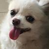 这是一张近距离拍摄的白色博美犬的照片，狗狗睁着圆溜溜的黑眼睛，吐出粉红色的舌头，毛发蓬松洁白，神态天真软萌，看起来十分讨喜，适合用作可爱风格的表情素材或者宠物内容分享。