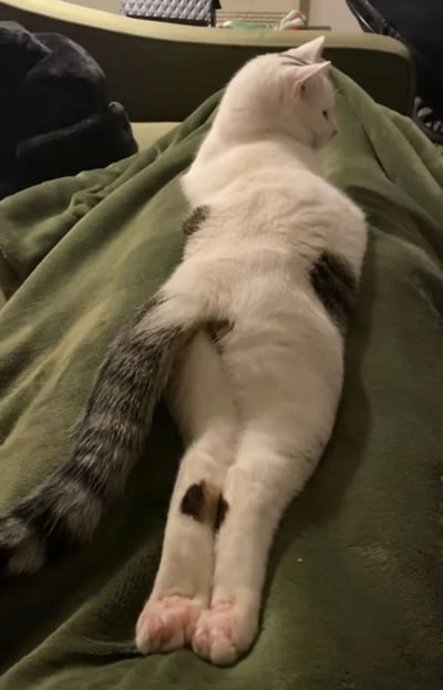 一只白色带有灰色斑块的猫咪正侧躺在绿色的毯子上，身体舒展，尾巴自然垂下，头部微微转向右侧，呈现出放松惬意的姿态。背景中隐约可见沙发和一些家居物品，整体氛围温馨舒适。