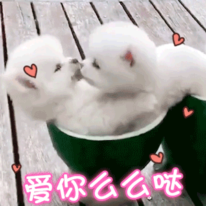 两只小白狗西瓜杯亲亲萌图