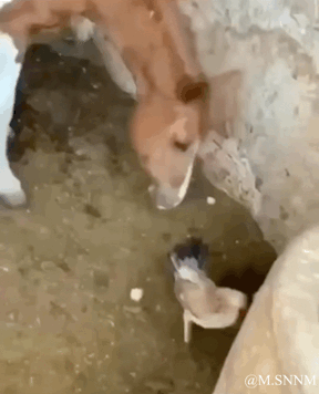 这是一段竖屏动态GIF，画面呈现了在泥土地墙角处的真实动物互动场景：一只棕色小牛低头凑近地面上的浅色小鸡，做出类似啄食的动作，小鸡安静待在原地，两者的互动充满呆萌反差感，整体氛围轻松搞笑，让人觉得趣味十足。